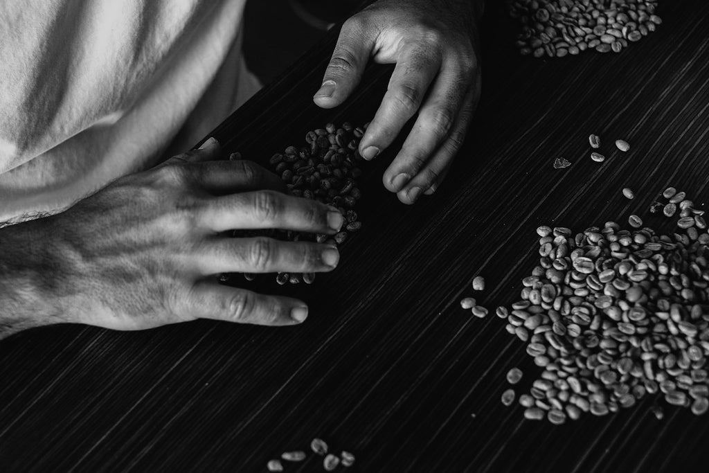 Takumi of Brut coffee sorting green bean coffee by hand for Australian Coffee Roasting Championship 2019 in Melbourne