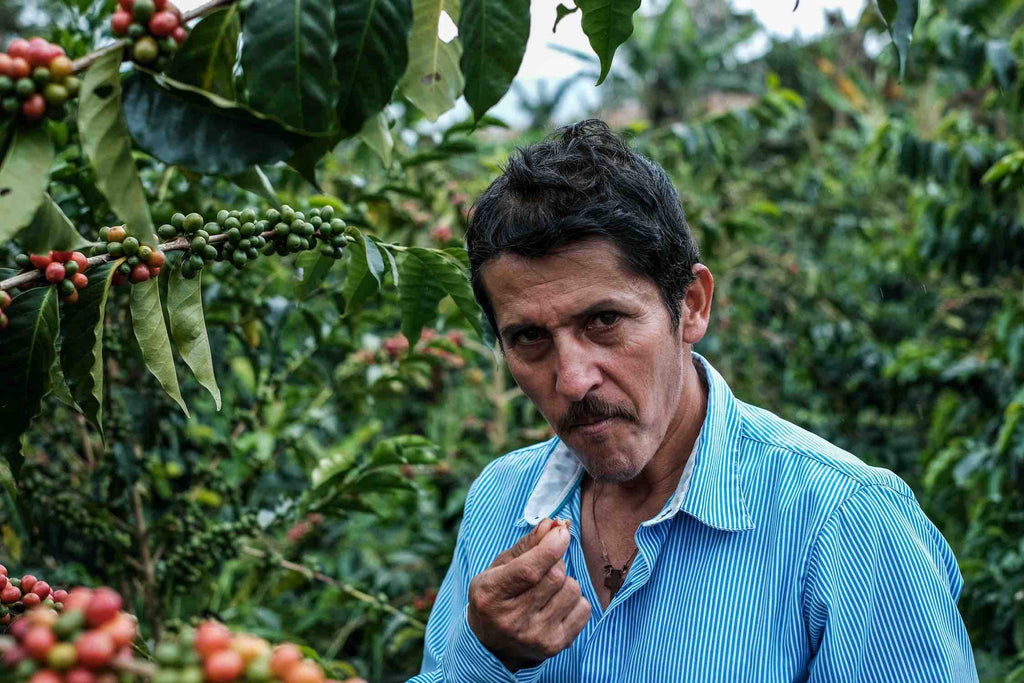 Colombia Luis Anibal tasting coffee cherry